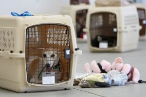 travelling and flying with dogs