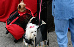 travelling with pets - dogs
